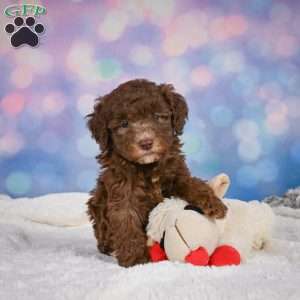 Cliffy, Mini Goldendoodle Puppy